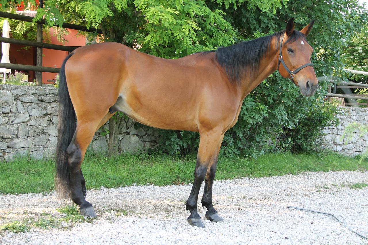 Allegra Fattoria Malchina Luaran gambar